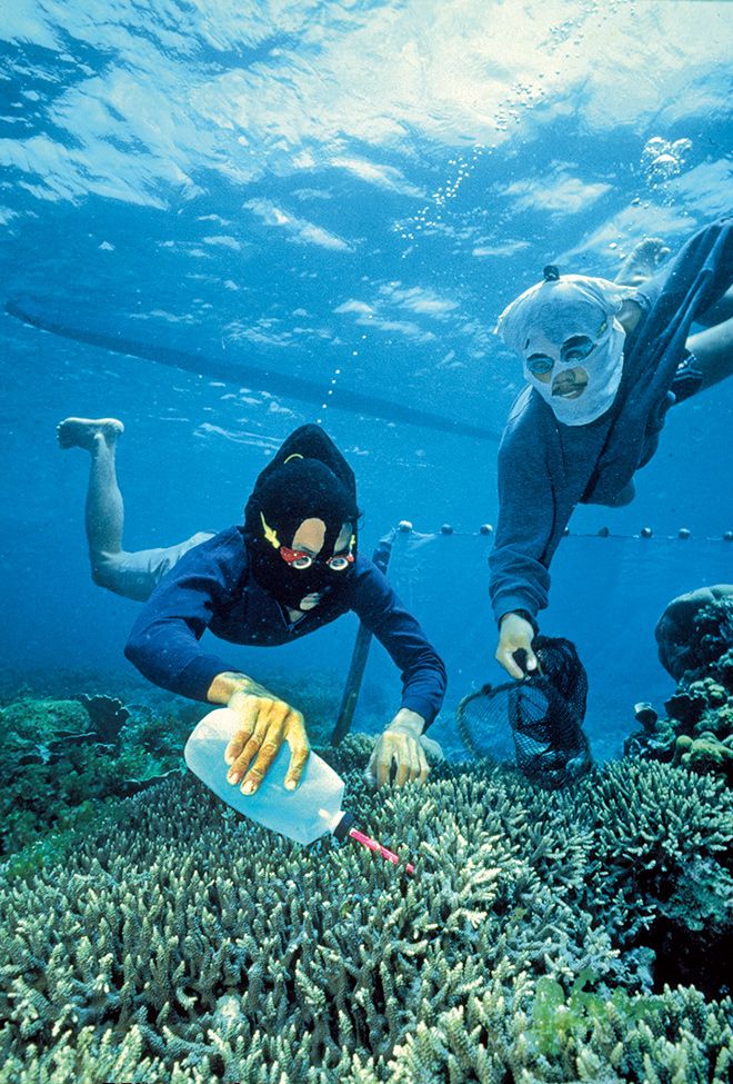 Marine Reef Efforts